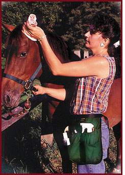 Equi-Belt worn around the waist